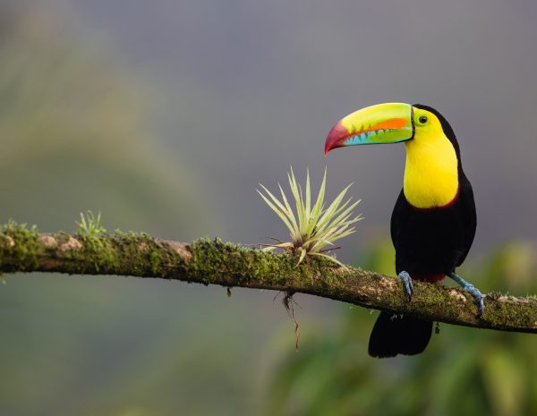 cheap flights to costa rica